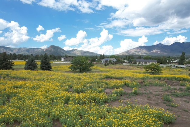 Fiori di campo intorno a Flagstaff Arizona