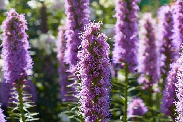 Fiori di campo lilla da vicino Cartolina estiva