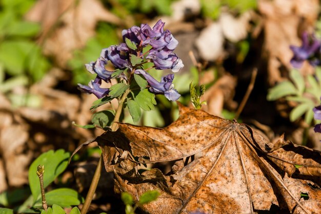 Fiori di campo lilla primaverili tra foglie autunnali