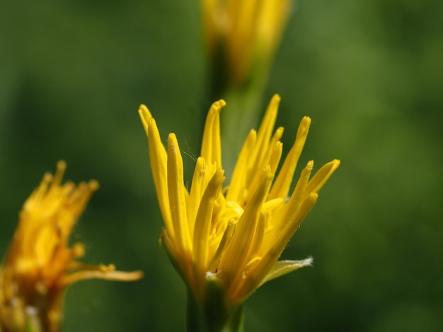 fiori di campo nel prato