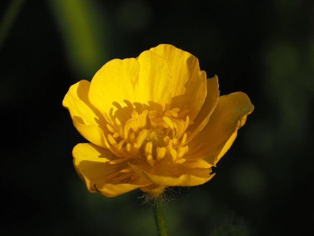 fiori di campo nel prato