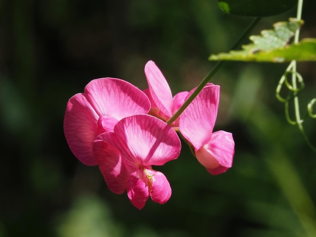 fiori di campo nel prato