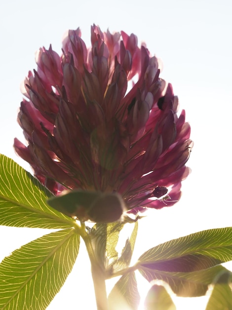 fiori di campo nel prato