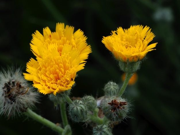 fiori di campo nel prato