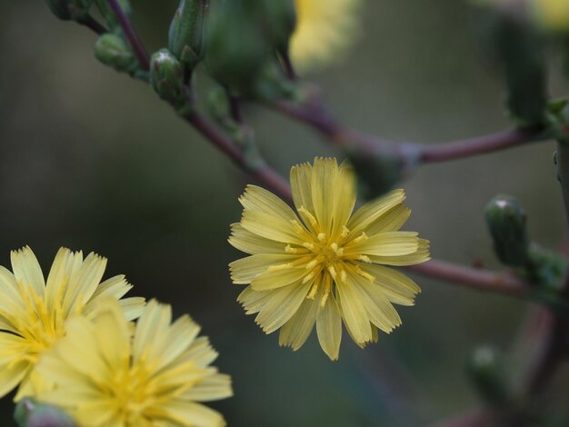 fiori di campo nel prato