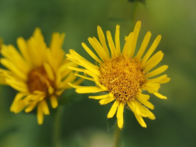 fiori di campo nel prato