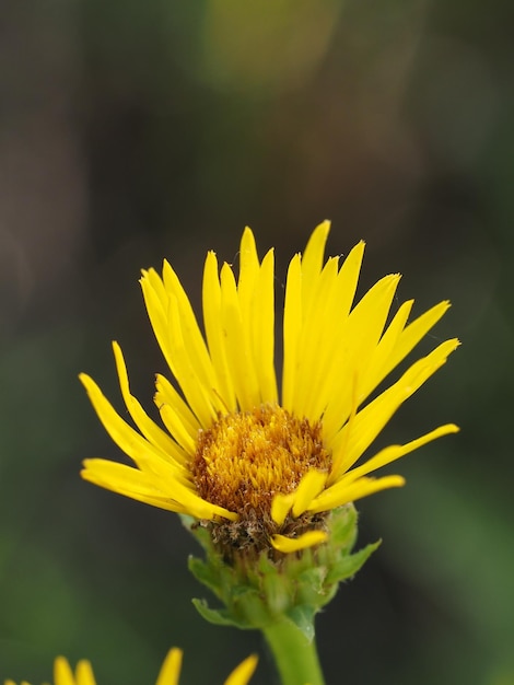 fiori di campo nel prato