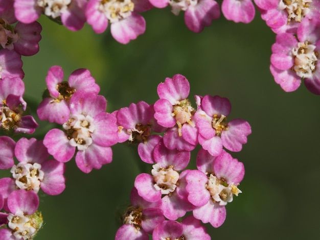 fiori di campo nel prato