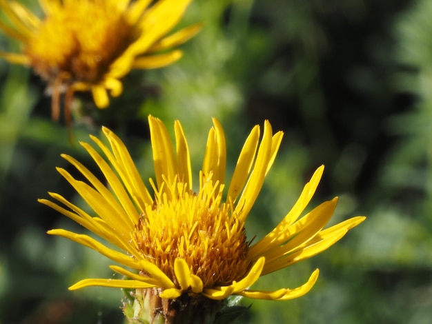 fiori di campo nel prato