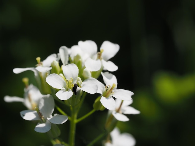 fiori di campo nel prato