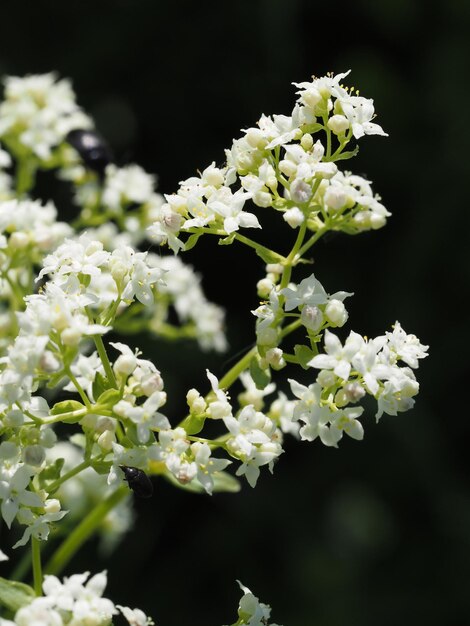 fiori di campo nel prato