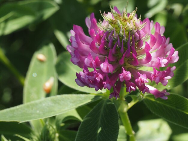 fiori di campo nel prato