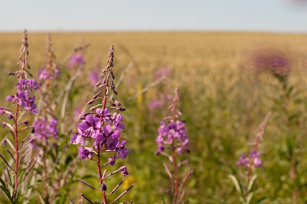 Fiori di campo rosa di tè di salice su uno sfondo sfocato di campo e cielo gialli