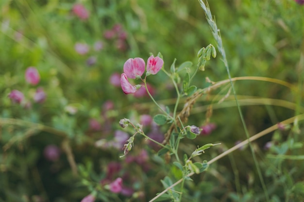 Fiori di campo rosa in erba verde