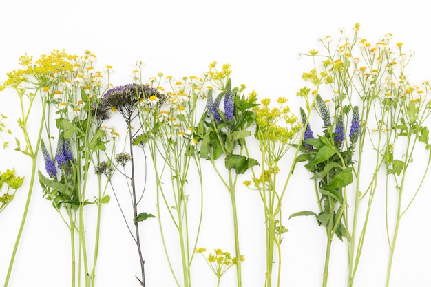 Fiori di campo sdraiato su sfondo bianco