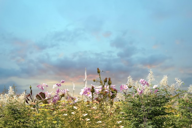 fiori di campo selvatici e verbi cielo blu nuvole in natura a forma di cuore