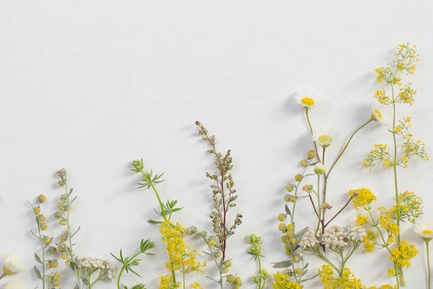 Fiori di campo su carta bianca sullo sfondo