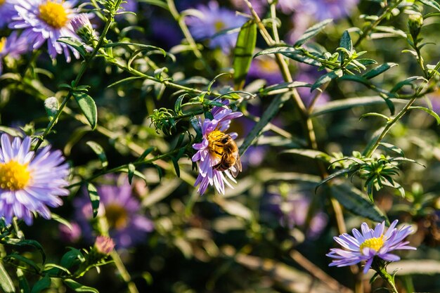 Fiori di campo su cui siedono insetti e api da vicino