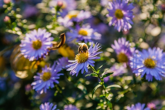 Fiori di campo su cui siedono insetti e api da vicino