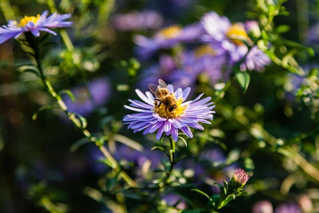 Fiori di campo su cui siedono insetti e api da vicino