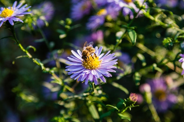 Fiori di campo su cui siedono insetti e api da vicino