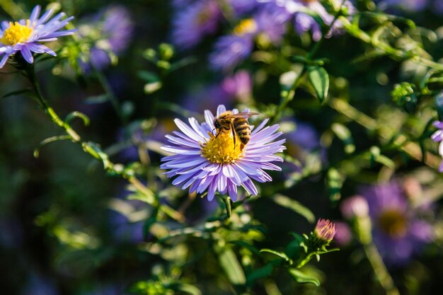 Fiori di campo su cui siedono insetti e api da vicino