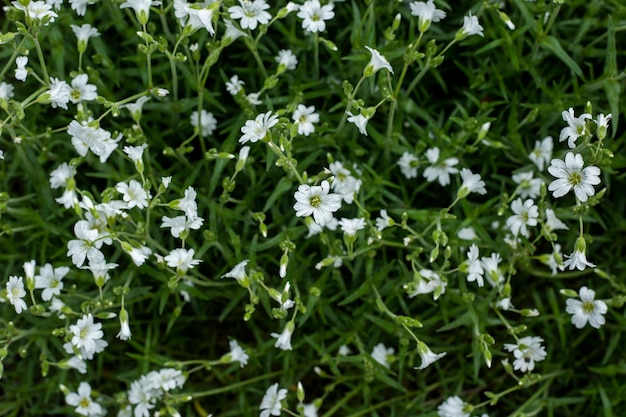 Fiori di campo su un campo sotto la luce del sole.