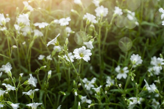 Fiori di campo su un campo sotto la luce del sole.