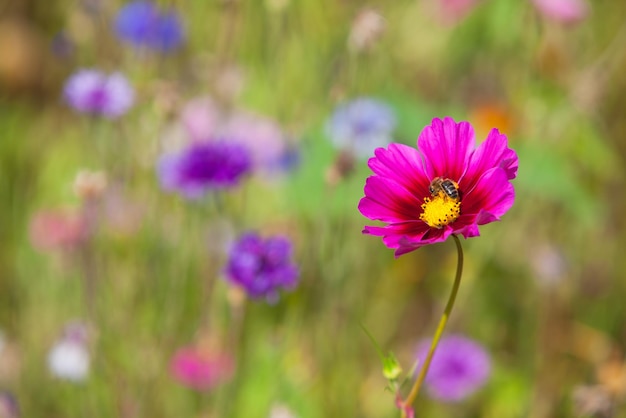 Fiori di campo su un prato in una giornata di sole