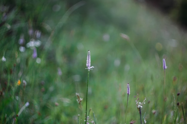 Fiori di campo su uno sfondo di prato verde alla sera d'estate.