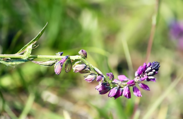 Fiori di campo sul campo estivo