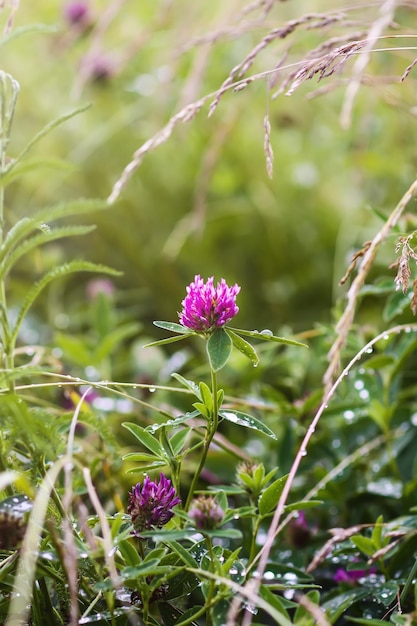 Fiori di campo sul campo estivo