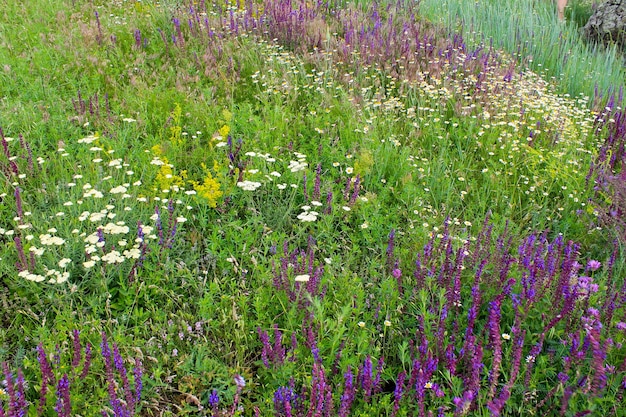 Fiori di campo sul prato