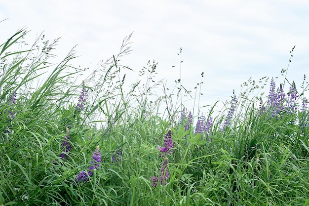 Fiori di campo verde erba e il cielo Distesa Bellezza naturale