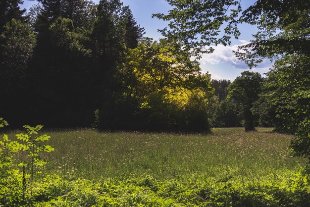 Fiori di campo verde in una giornata estiva Foto estetica del paesaggio rurale