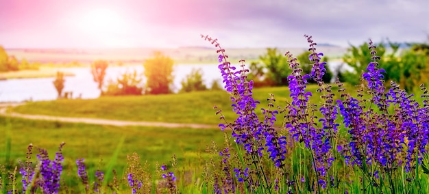 Fiori di campo viola in un prato vicino al fiume in tempo soleggiato di sera