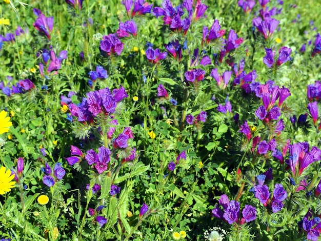 Fiori di campo viola