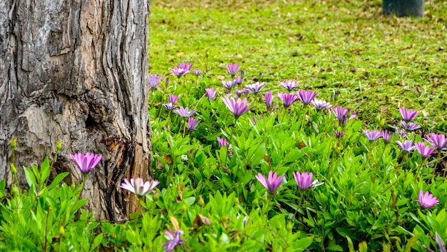 Fiori di campo