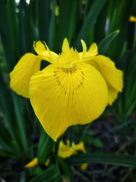 fiori di campo