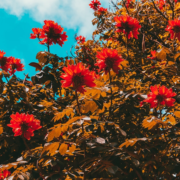 Fiori di canarino. Concetto di pianta tropicale