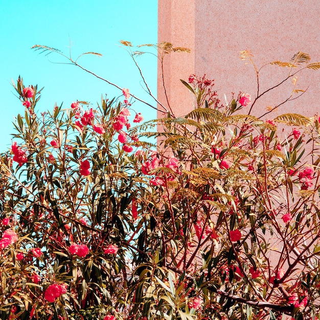 Fiori di canarino. Fioritura. Vibrazioni romantiche