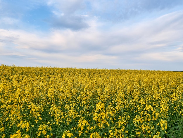 Fiori di canola in fiore da vicino