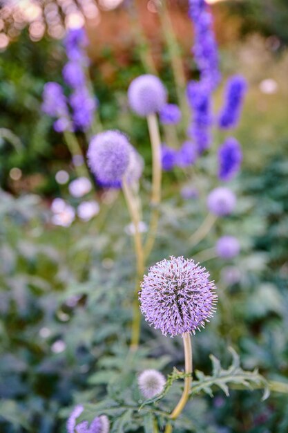 Fiori di cardo globo viola che crescono in un giardino estivo Bellissimo fiore all'aperto tra lussureggianti foglie verdi Giardinaggio di piante da fiore perenni per la decorazione del cortile o l'abbellimento del parco