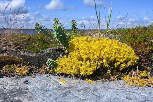 Fiori di Carelia goldmods stonecrop