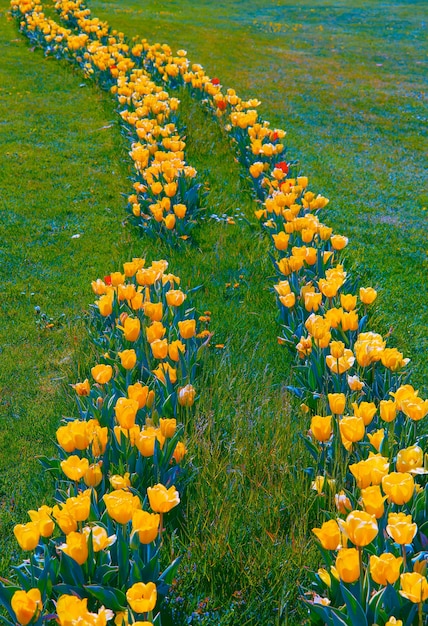 Fiori di carta da parati di estetica di moda. Fondo giallo della fioritura del tulipano. Ideale per cartoline e stampe