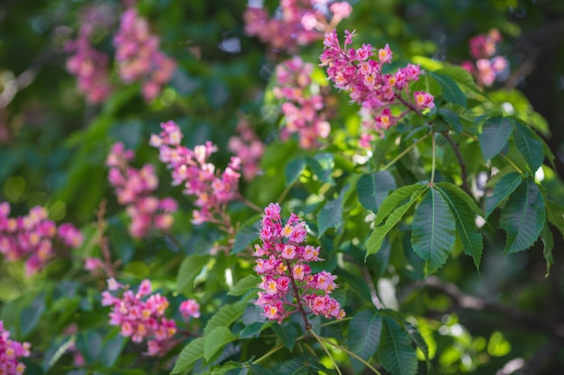 Fiori di castagno