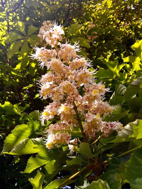 Fiori di castagno