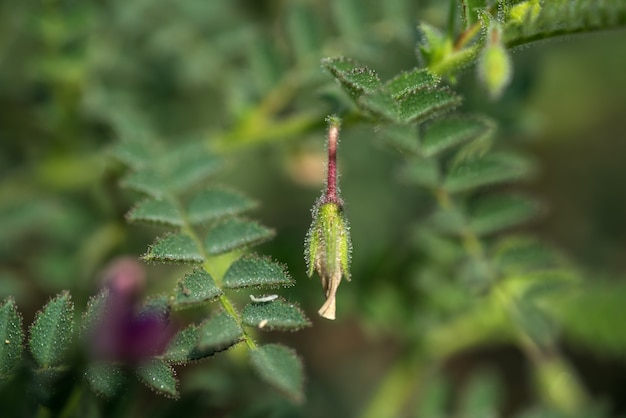 Fiori di ceci con giovani piante verdi nel campo dell'azienda agricola