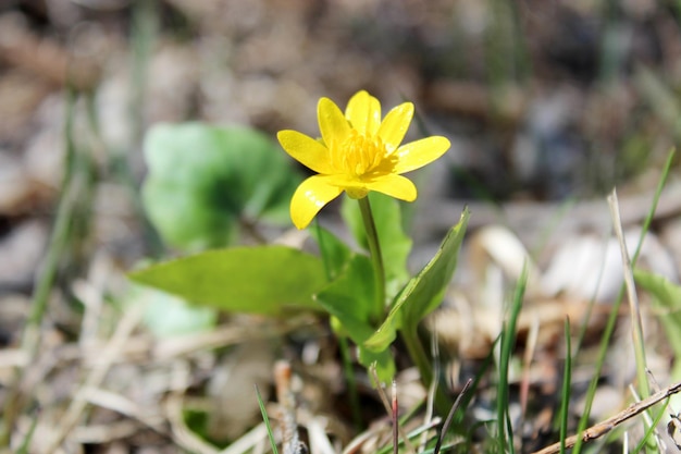 fiori di celandina minore all'inizio della primavera