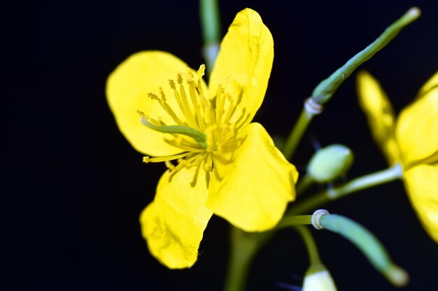 Fiori di celidonia maggiore Chelidonium majus una nota pianta medicinale